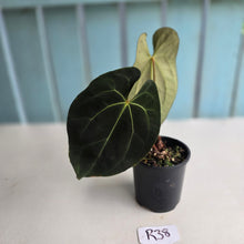 Load image into Gallery viewer, #R38 Anthurium Dark NOID