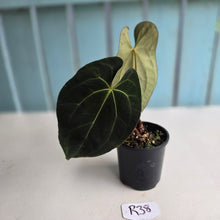 Load image into Gallery viewer, #R38 Anthurium Dark NOID