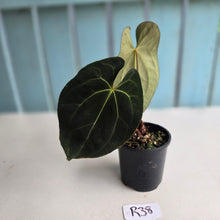Load image into Gallery viewer, #R38 Anthurium Dark NOID