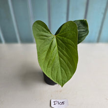 Load image into Gallery viewer, #D105 Anthurium Green Tree Frog x