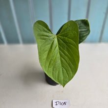 Load image into Gallery viewer, #D105 Anthurium Green Tree Frog x