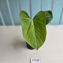 Load image into Gallery viewer, #D105 Anthurium Green Tree Frog x