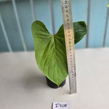 Load image into Gallery viewer, #D105 Anthurium Green Tree Frog x