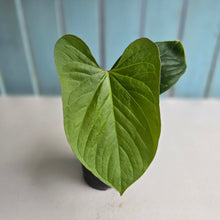 Load image into Gallery viewer, #D105 Anthurium Green Tree Frog x