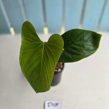 Load image into Gallery viewer, #D105 Anthurium Green Tree Frog x