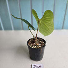 Load image into Gallery viewer, #D105 Anthurium Green Tree Frog x