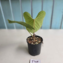 Load image into Gallery viewer, #D105 Anthurium Green Tree Frog x