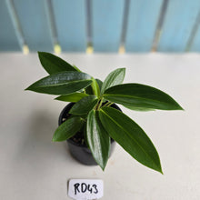 Load image into Gallery viewer, #RD43 Peperomia Elongata