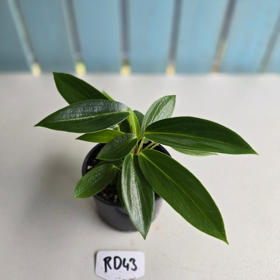 #RD43 Peperomia Elongata