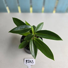 Load image into Gallery viewer, #RD43 Peperomia Elongata