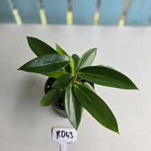 Load image into Gallery viewer, #RD43 Peperomia Elongata