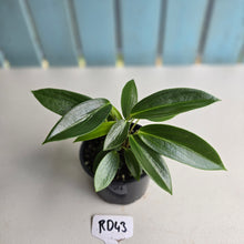 Load image into Gallery viewer, #RD43 Peperomia Elongata