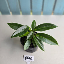 Load image into Gallery viewer, #RD43 Peperomia Elongata