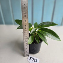 Load image into Gallery viewer, #RD43 Peperomia Elongata