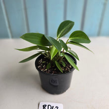 Load image into Gallery viewer, #RD43 Peperomia Elongata