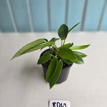 Load image into Gallery viewer, #RD43 Peperomia Elongata