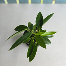 Load image into Gallery viewer, #RD43 Peperomia Elongata