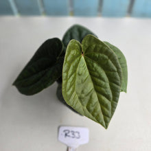 Load image into Gallery viewer, #R33 Two x Headed Anthurium Dark Complex x Luxurians