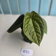 Load image into Gallery viewer, #R33 Two x Headed Anthurium Dark Complex x Luxurians
