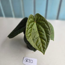 Load image into Gallery viewer, #R33 Two x Headed Anthurium Dark Complex x Luxurians