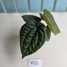 Load image into Gallery viewer, #R33 Two x Headed Anthurium Dark Complex x Luxurians