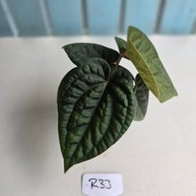 Load image into Gallery viewer, #R33 Two x Headed Anthurium Dark Complex x Luxurians