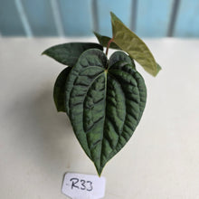 Load image into Gallery viewer, #R33 Two x Headed Anthurium Dark Complex x Luxurians