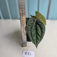 Load image into Gallery viewer, #R33 Two x Headed Anthurium Dark Complex x Luxurians