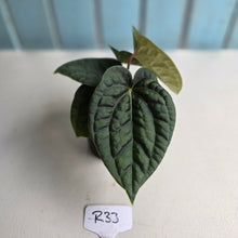 Load image into Gallery viewer, #R33 Two x Headed Anthurium Dark Complex x Luxurians