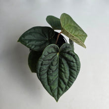 Load image into Gallery viewer, #R33 Two x Headed Anthurium Dark Complex x Luxurians