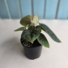 Load image into Gallery viewer, #R33 Two x Headed Anthurium Dark Complex x Luxurians