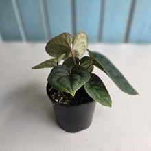 Load image into Gallery viewer, #R33 Two x Headed Anthurium Dark Complex x Luxurians