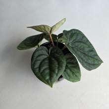 Load image into Gallery viewer, #R33 Two x Headed Anthurium Dark Complex x Luxurians
