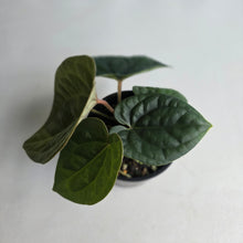Load image into Gallery viewer, #R33 Two x Headed Anthurium Dark Complex x Luxurians