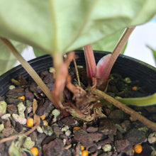Load image into Gallery viewer, #R33 Two x Headed Anthurium Dark Complex x Luxurians