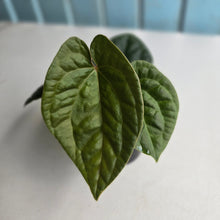 Load image into Gallery viewer, #R33 Two x Headed Anthurium Dark Complex x Luxurians