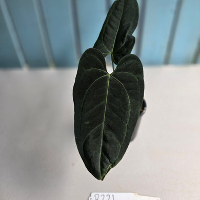 #R221 Anthurium Black Sensation x