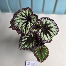 Load image into Gallery viewer, #D118 Begonia Fireworks