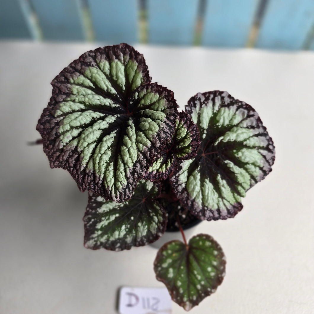 #D118 Begonia Fireworks