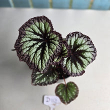 Load image into Gallery viewer, #D118 Begonia Fireworks