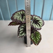 Load image into Gallery viewer, #D118 Begonia Fireworks