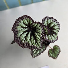 Load image into Gallery viewer, #D118 Begonia Fireworks