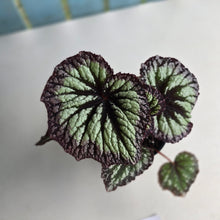 Load image into Gallery viewer, #D118 Begonia Fireworks