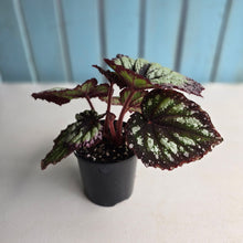 Load image into Gallery viewer, #D118 Begonia Fireworks