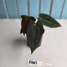 Load image into Gallery viewer, #R483 Multi-headed Dark Anthurium NOID