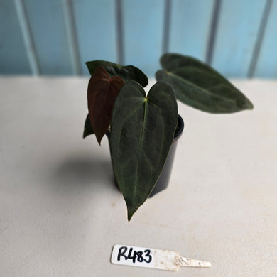 #R483 Multi-headed Dark Anthurium NOID