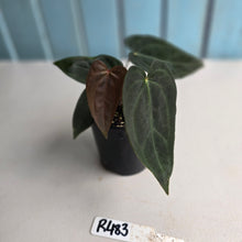 Load image into Gallery viewer, #R483 Multi-headed Dark Anthurium NOID