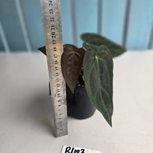 Load image into Gallery viewer, #R483 Multi-headed Dark Anthurium NOID