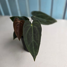 Load image into Gallery viewer, #R483 Multi-headed Dark Anthurium NOID