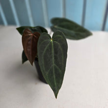 Load image into Gallery viewer, #R483 Multi-headed Dark Anthurium NOID